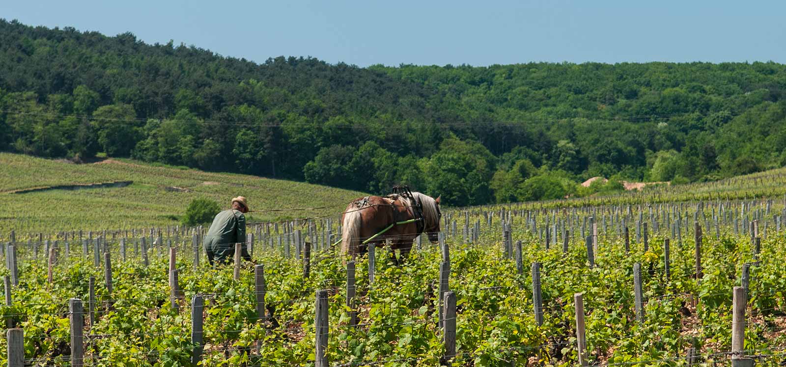 Biodynamisk vindyrkning